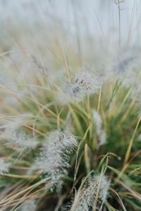 a close up of a patch of grass at Cottage an der Elbe Tespe Hamburg in Tespe
