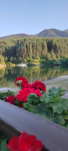 a group of red flowers on a table near a lake at Bansko St Ivan Rilski Luxury Apartment 4 stars Free SPA & Mineral water in Bansko