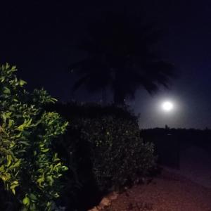 een maanverlichte nacht met een palmboom en struiken bij La Buganvilla, descanso entre olivares in Hornachuelos
