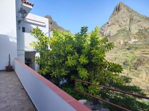 a tree in front of a building with mountains in the background at House from 1900 carefully restored in Santa Cruz de Tenerife