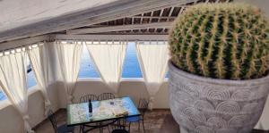 Un cactus en un jarrón grande junto a una ventana en Casa del Pescatore Terrasini, en Terrasini