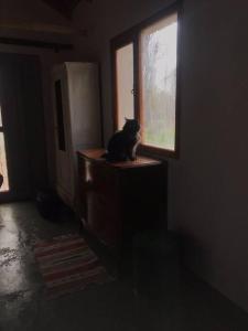 a black cat sitting on a dresser looking out a window at Casa rural junto al Río Chubut (Ty'r Bont) Trelew in Trelew