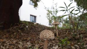 Fotografie z fotogalerie ubytování FINCA LA TEJONERA v destinaci Santa Ana la Real
