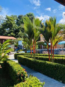 una fila de palmeras en un jardín en Bungalows Malú, en Cahuita
