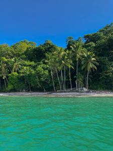 サンタ・カタリナにあるHostal Familiar Roloの熱帯海岸のヤシの木がある島