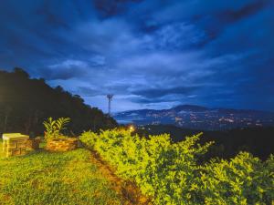 a view of a vineyard at night at Las Colinas Glamping in Turrialba