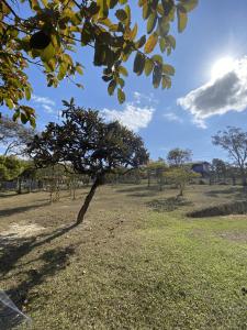 a tree in the middle of a field at Chalés Paradise - Casal in Serra do Cipo