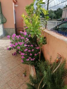 um ramo de flores roxas numa parede em Lemon House em Sassari