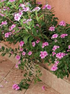 um ramo de flores cor-de-rosa que cresce numa planta em Lemon House em Sassari