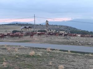 a herd of horses standing on the side of a road at Hostal el patio restaurante in San Bartolomé de Pinares