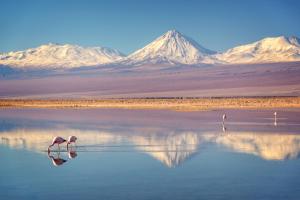 two flamingos standing in the water with mountains in the background at Hotel Jireh in San Pedro de Atacama