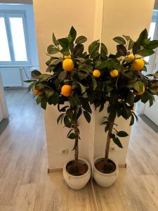 Fotografie z fotogalerie ubytování Apartment opera ve Vídni