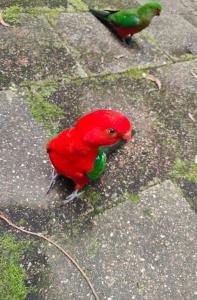 un pájaro rojo está parado sobre una roca en Springbrook Storybook, en Springbrook