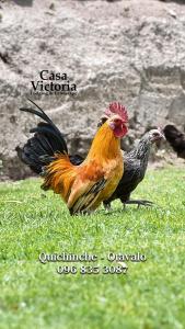 Casa Victoria, habitaciones y zona de camping في اوتابالو: اثنين من الدجاج تقف في العشب في حقل