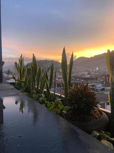 Una hilera de plantas en macetas en un balcón al atardecer. en Hostal La Guayunga RoofTop, en Quito