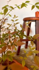 uma planta com folhas verdes ao lado de uma cadeira de madeira em Daughter and son em Jinhu