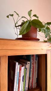 a potted plant sitting on top of a book shelf at Daughter and son in Jinhu