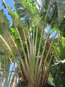 a palm tree with large green leaves at Les Cabanes du Voyageur in Sainte-Marie