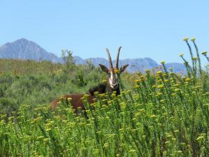 a goat standing in a field of tall grass at Wildehondekloof Game Lodge in Matjiesrivier