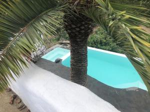 a palm tree and a swimming pool next to a palm tree at CALIFURNIA - Refurb Antique Villa in Icod de los Vinos