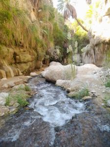 a stream of water with rocks and palm trees at مزرعة الشفق in Ad Dimnah