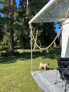 Domácí mazlíčci ubytovaní s hosty v ubytování Camper Mobile Motorhome