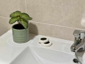 a potted plant sitting on top of a bathroom sink at Almamater salamanca in Salamanca +54 photos