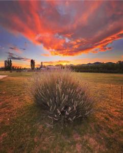 a plant in a field with a sunset in the background at Rio los Patos in Barreal