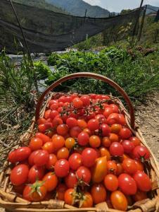 una cesta llena de tomates sentados en el suelo en Agriturismo a Canonica en Garlenda