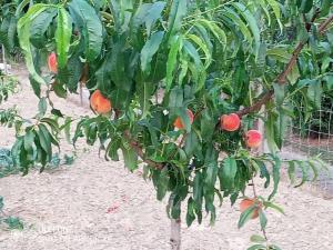Un árbol con mucha fruta. en Agriturismo a Canonica, en Garlenda