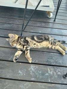 a cat laying on top of a wooden deck at Villa Mutaf in Kumluca