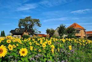 Vakantiehuis Louiselotte في Alveringem: حقل من زهور الشمس أمام المنزل