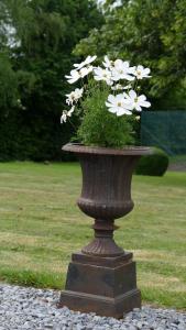 un vase rempli de fleurs blanches dans un champ dans l'établissement Aux Cosmos, à Olne
