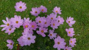 OlneにあるAux Cosmosの草の中のピンクの花束