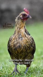 a chicken standing in the grass in a field at Casa Victoria, habitaciones y zona de camping in Otavalo