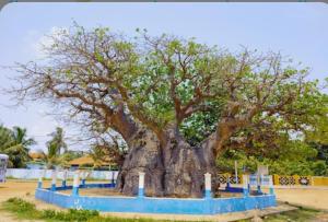 un grande albero nel mezzo di un cimitero di Enoch Guest House a Mannar