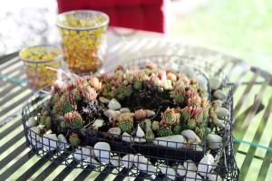 a basket full of cactuses on a table at Appartement Schwarzwaldstüble in Oberharmersbach +7 photos