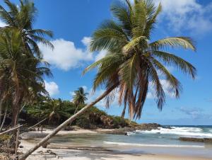 dos palmeras en una playa con el océano en VENTO E SAL - Apartamento MAR, en Ilhéus