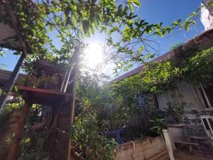 皮特爾角城的住宿－The GREEN Hostel，阳光照耀着树的花园