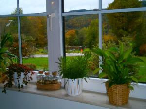 a window sill with plants and bottles on it at Le Renard'or in Trois-Ponts