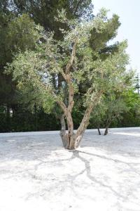 un arbre assis au milieu d'un champ dans l'établissement Luoghi di Puglia, à Ostuni 97 autres photos