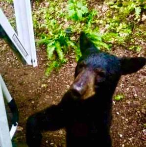 Animales en la casa vacacional o alrededores