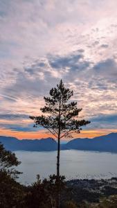 un árbol sentado en la cima de una colina junto a un lago en glamping camping kamping, en Ungasan