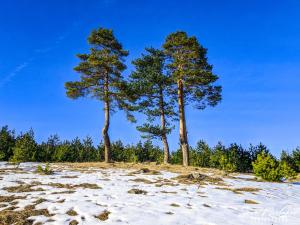two trees in a field with snow on the ground at Idila Lux in Zlatibor