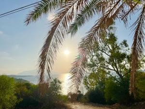 widok na ocean spod palmy w obiekcie Esmaraldas House of Love w mieście Terrasini