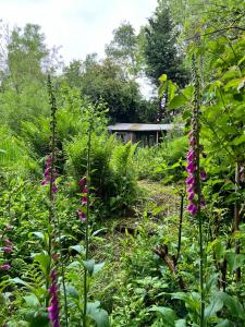 a garden with purple flowers and a building in the background at Off the Beaten Shack in North Hill