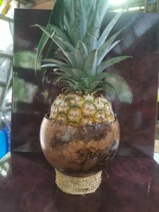 a pineapple in a vase on a table at Centro Arte Terapéutico San Isidro Glamping in San Isidro