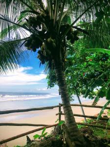 Aposentillo的住宿－El Marabu Surf Resort，海滩上的棕榈树与大海
