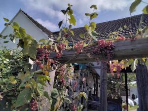 um monte de uvas penduradas num edifício em Gemütlichkeit am Vierkanthof - Apartment 1 em Wörterberg