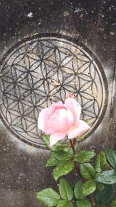 a pink rose in front of a metal grate at Musik und Theater Gasthof Rössle - Rooms for Angels in Burladingen